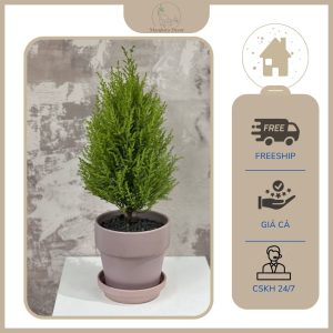 Chậu cây tùng bồng lai hương thơm mát lành,phong cách Nhật sang trọng