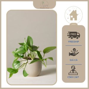 Chậu cây trầu bà đế vương đỏ sang trọng quyền uy may mắn, cây để bàn làm việc