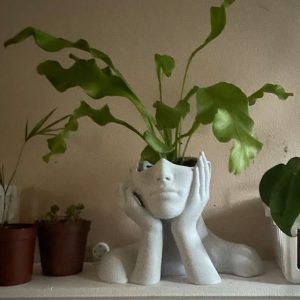 Chậu Cây Decor