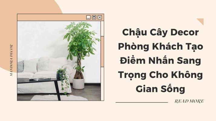 Chậu cây decor phòng khách