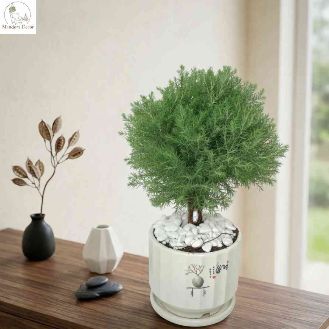 Chậu cây decor đẹp theo xu hướng hiện đại